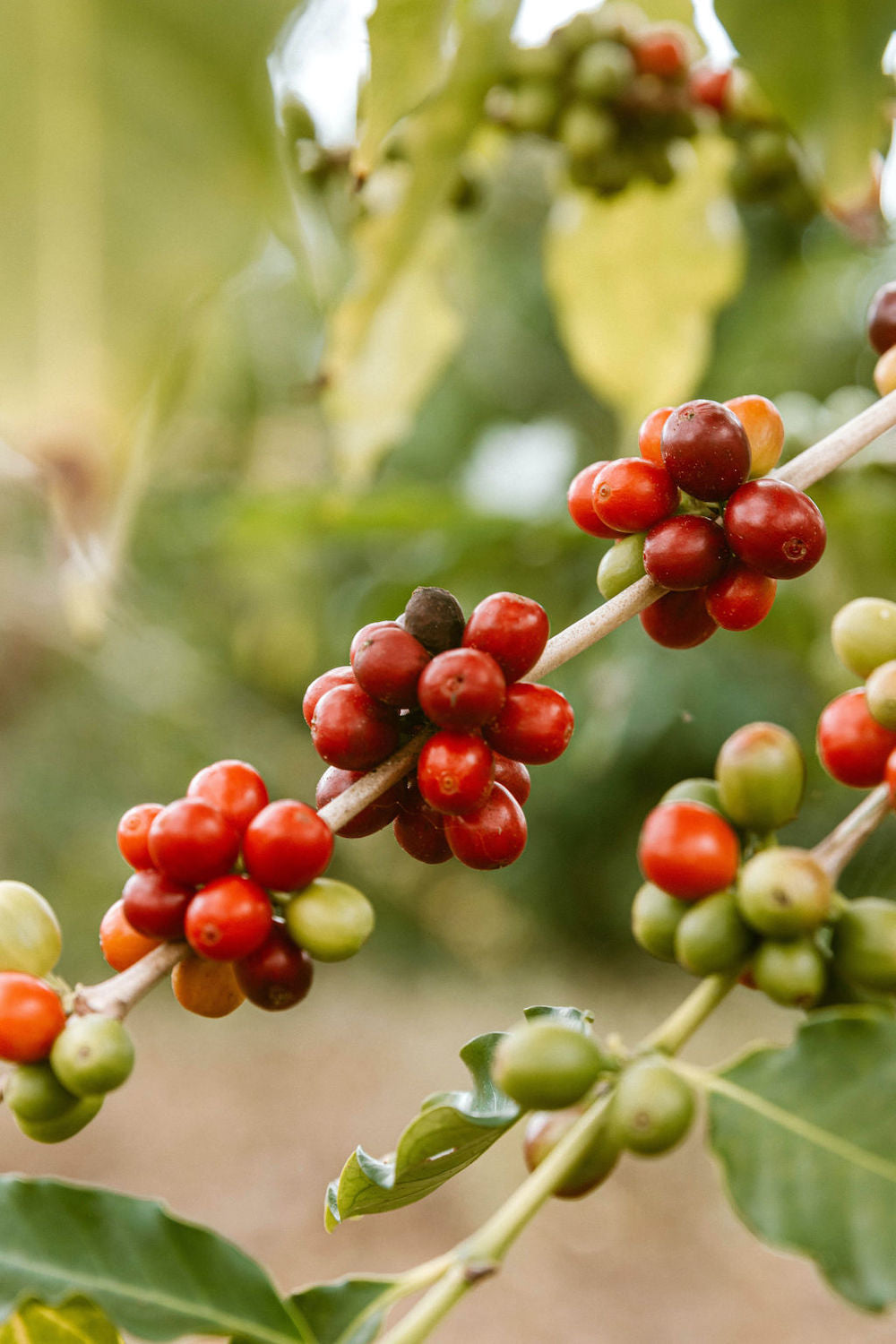 Kona Coffee Bean | Kona Coffee history